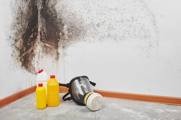 Best Crawl Space Mold Removal  in Hubbard, OR