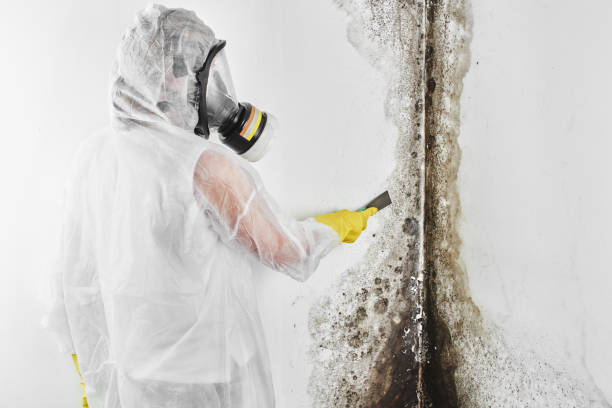 Best Mold Damage Repair  in Hubbard, OR