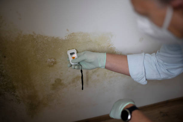 Best Affordable Mold Removal  in Hubbard, OR