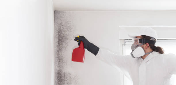 Best Professional Mold Removal  in Hubbard, OR
