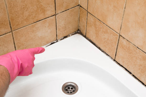 Best Attic Mold Removal  in Hubbard, OR